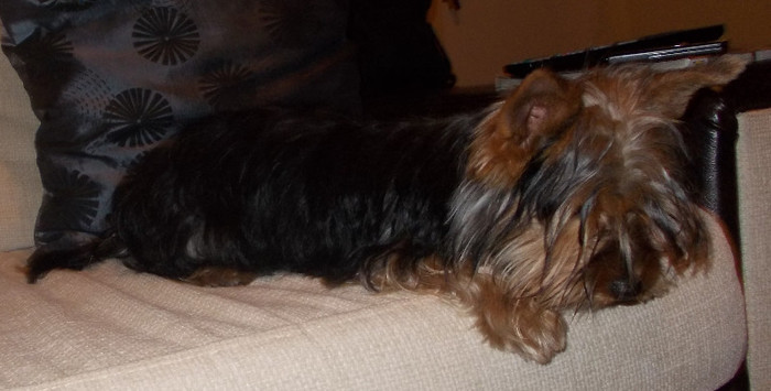 Picture 141 - yorkshireTerrier