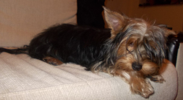 Picture 142 - yorkshireTerrier