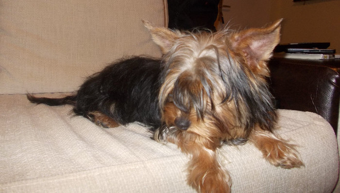 Picture 143 - yorkshireTerrier