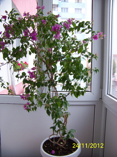 393_9575 - bouga lila 2012