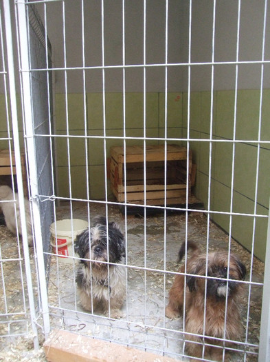 best si thasa - shitzu