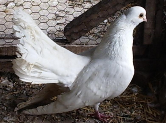 7 - Kneja Roller Bulgaria