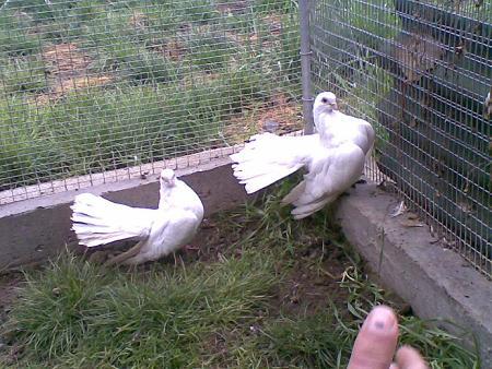 8 - Kneja Roller Bulgaria