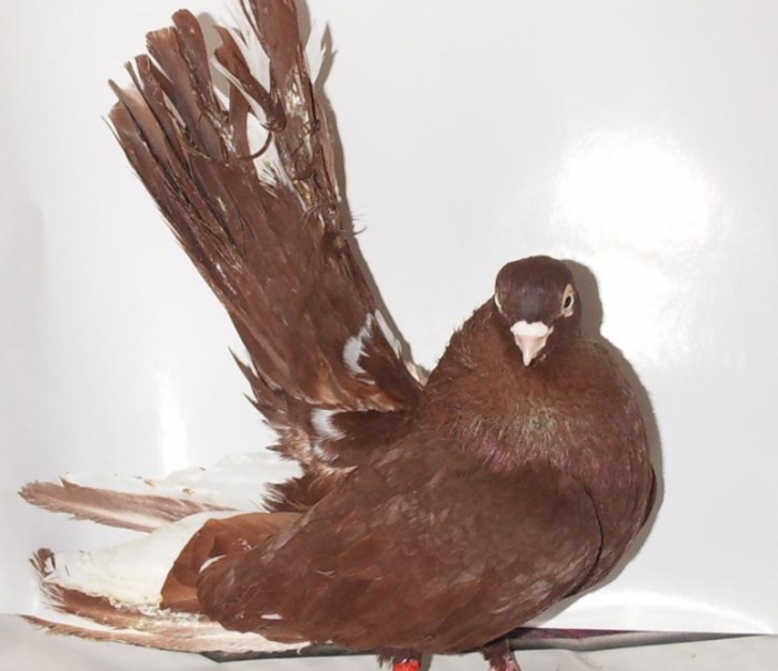 8 (1) - Kneja Roller Bulgaria