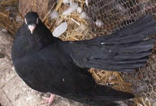 9 (1) - Kneja Roller Bulgaria