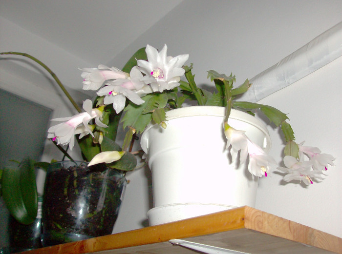 HPIM4318 - SCHLUMBERGERA