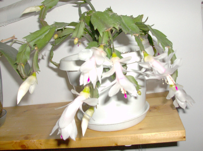 HPIM4339 - SCHLUMBERGERA