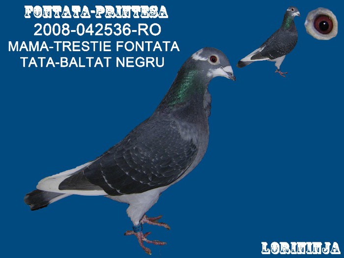 FONTATA PRINTESA