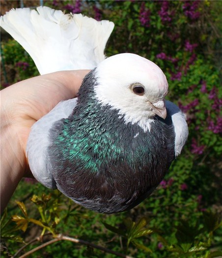 e44697d5f097 - Georgievski Tumblers