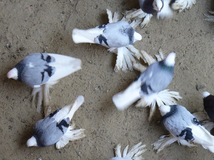 p1050348 - Georgievski Tumblers