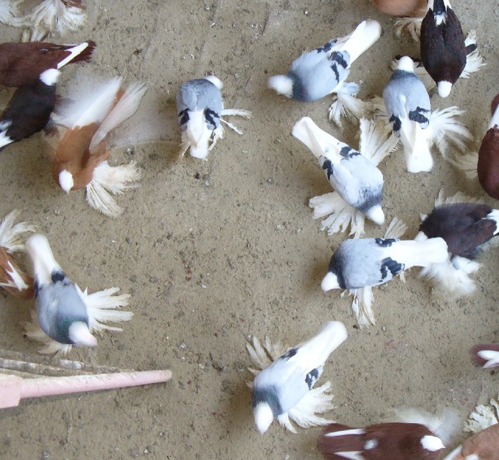 p1050349 - Georgievski Tumblers