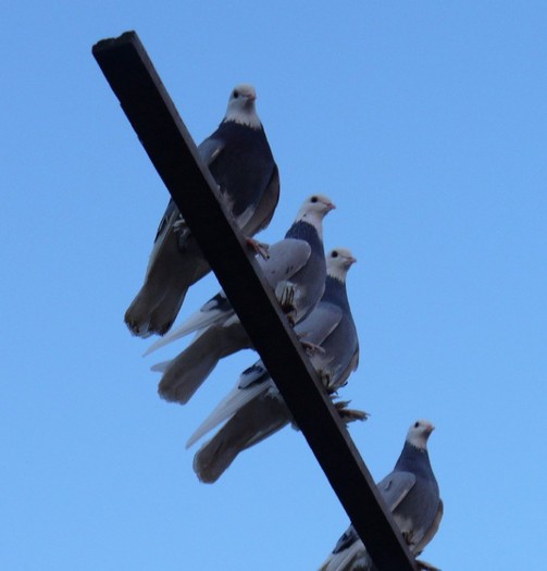 p1050367 - Georgievski Tumblers
