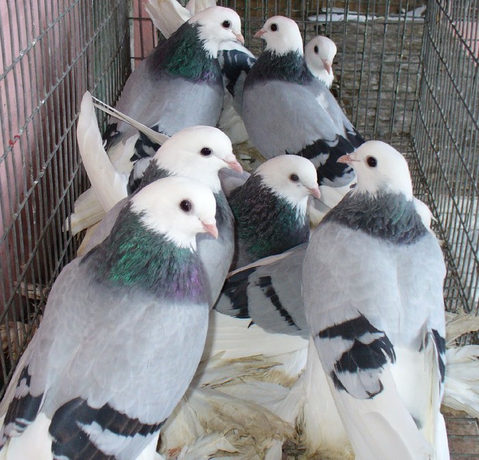 p1050404 - Georgievski Tumblers