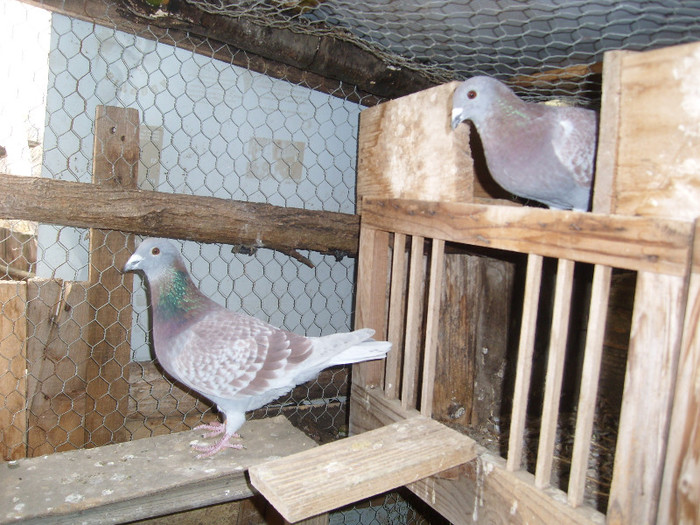 SL275862 - porumbei 2012 noiembrie