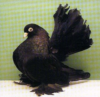 Kazan Tumbler Pigeon 9 - Jucatorii de Kazan