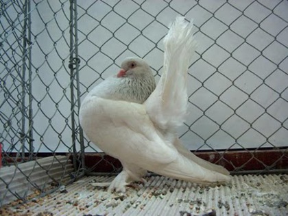 Kazan Tumbler Pigeon 12