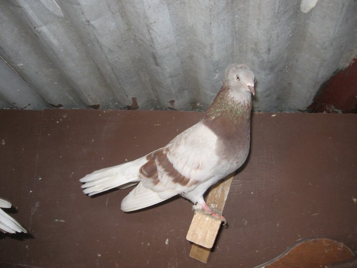 pigeons0010 - Zburatorii de Dancing