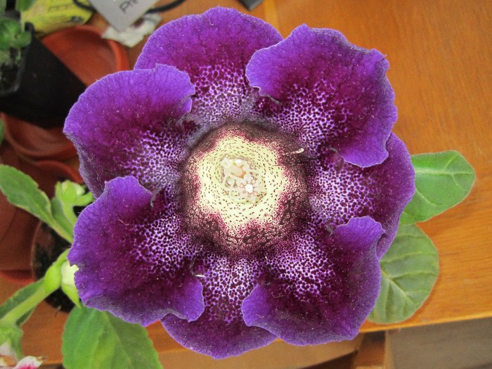 Gloxinia