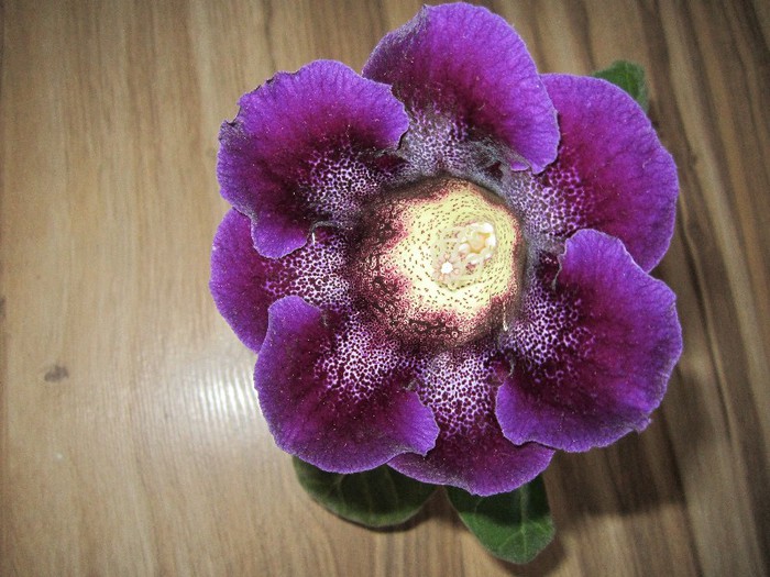 10 cm diametrul cupei