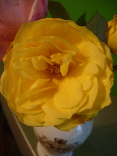 Golden delight - Flori in vaza