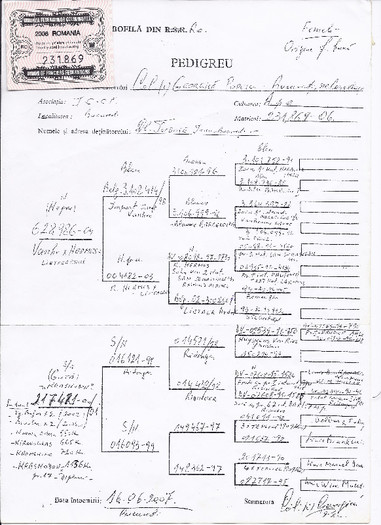 P 1 - 6-Colonia mea de porumbei originali Gen r Georgica POPESCU