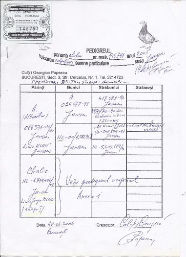 P 2 - 6-Colonia mea de porumbei originali Gen r Georgica POPESCU