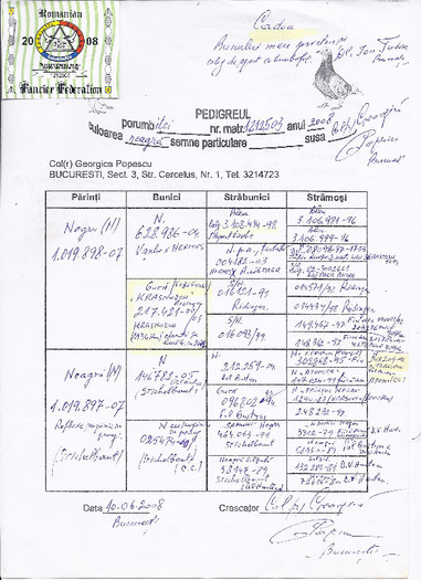 P 4 - 6-Colonia mea de porumbei originali Gen r Georgica POPESCU