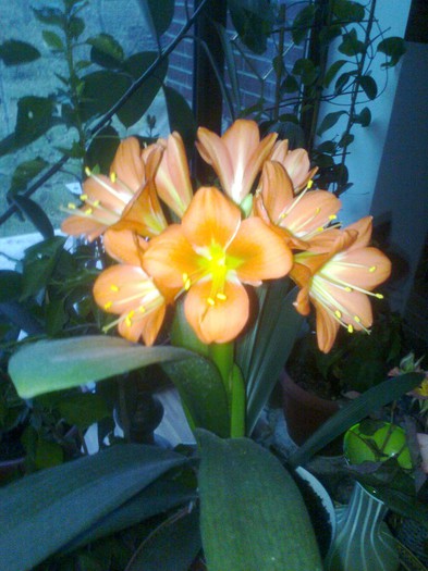 25.11 2012 - Clivia