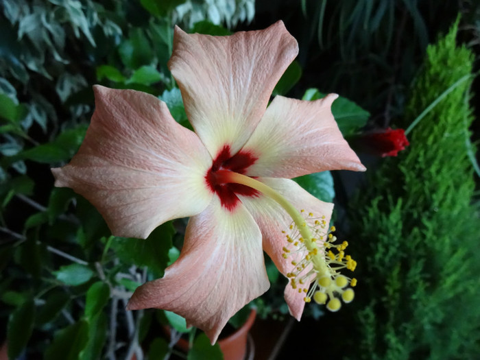 DSC00600 - Hibiscus