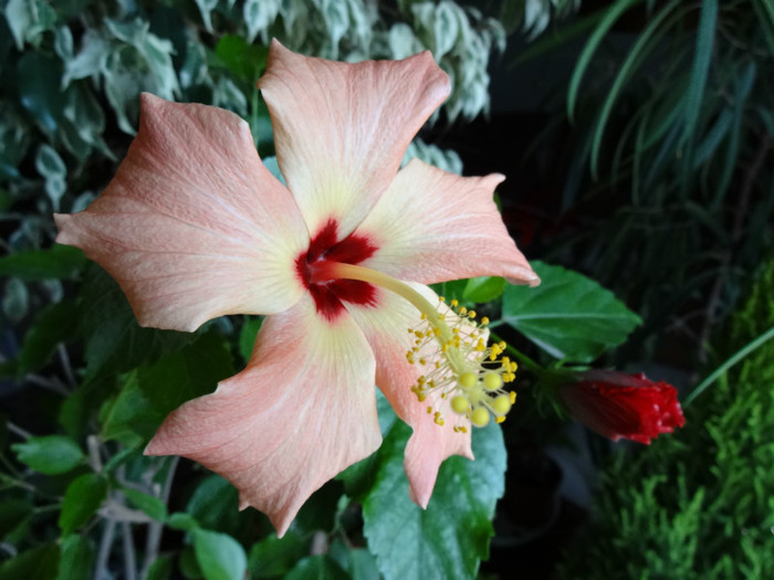 DSC00602 - Hibiscus