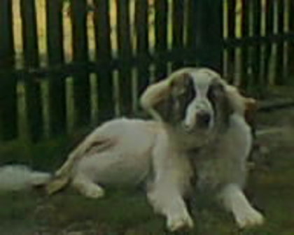 fotogr.0029_001 - Hercules