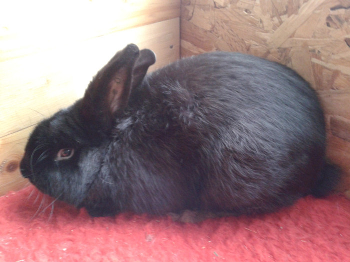 Mascul nr1 RO414 3208