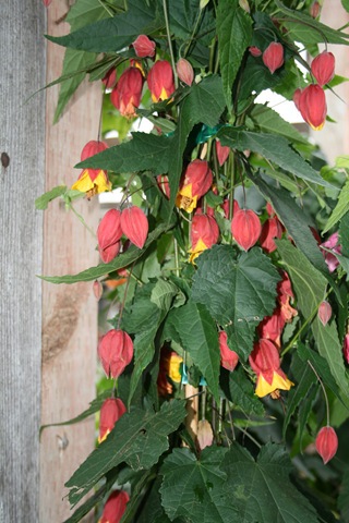 Abutilon megapotamicum