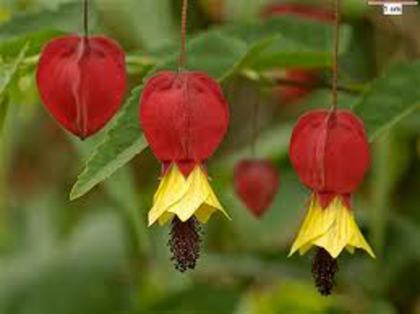 abutilon megapotamicum
