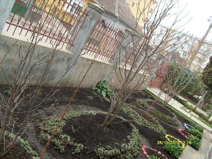 magnoliile mele - Toamna-iarna2012