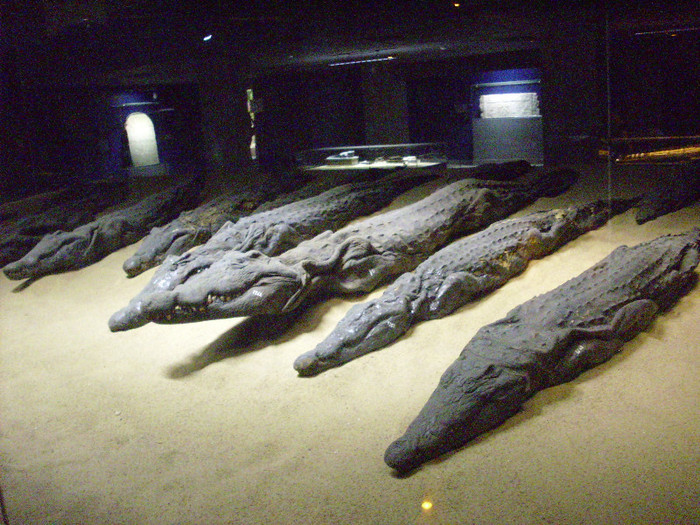 crocodil mummies - Egypt