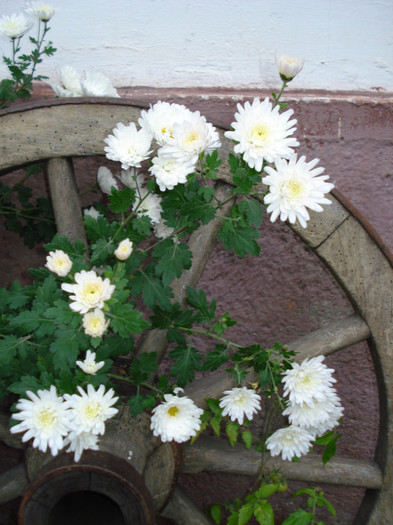 DSC00011 - Crizanteme