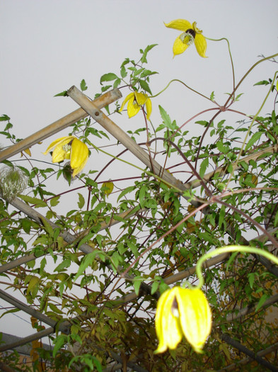 DSC00005 - Clematis 2012