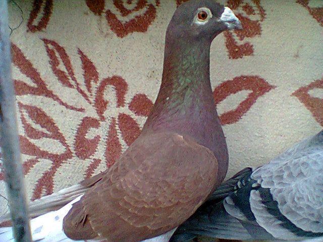 femela,v.2011.