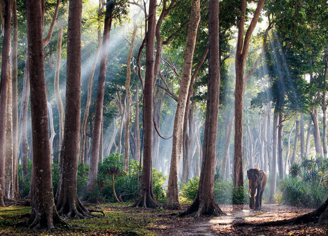 09-elefant - NATIONAL  GEOGRAPHIC