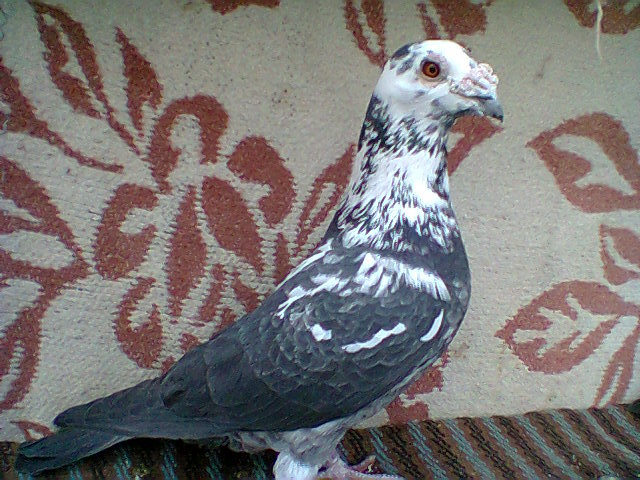 mascul,v.
