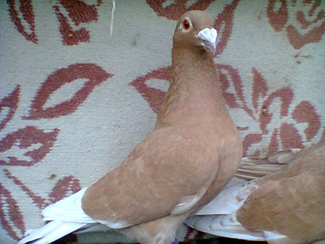 femela,v.