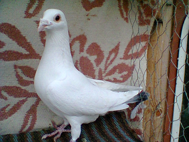 femela,v.
