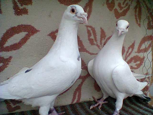 perechea 20,vinduti