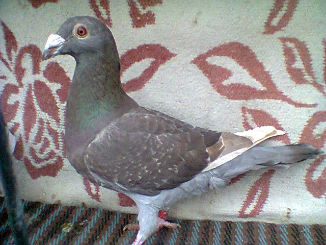 femela,v.fr.2012.