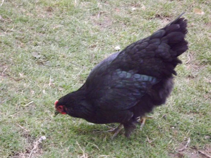 DSCF1725 - Vand gaini australorp negru