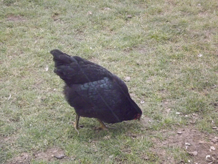 DSCF1779 - Vand gaini australorp negru