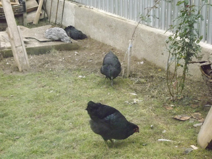 DSCF1781 - Vand gaini australorp negru