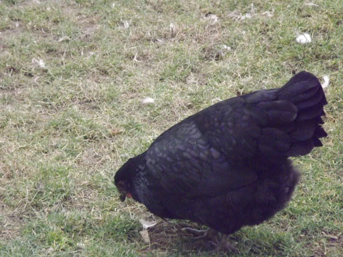 DSCF1794 - Vand gaini australorp negru