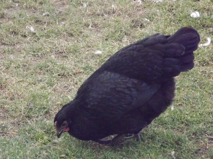 DSCF1795 - Vand gaini australorp negru